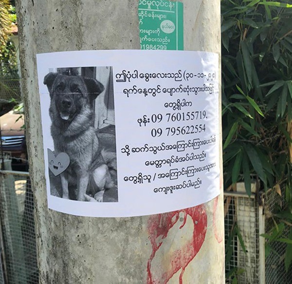 Chú chó đi lạc có cách cực thông minh để chủ tìm thấy mình, chủ cũng không tưởng tượng ra ảnh 1