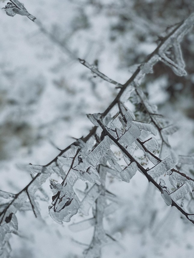 Y Tý, Sa Pa những ngày tuyết mùa Đông: Đẹp như lạc vào thế giới cổ tích của Frozen ảnh 6