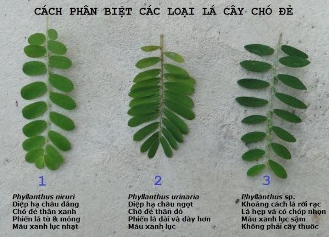 Cây Chó đẻ Tía