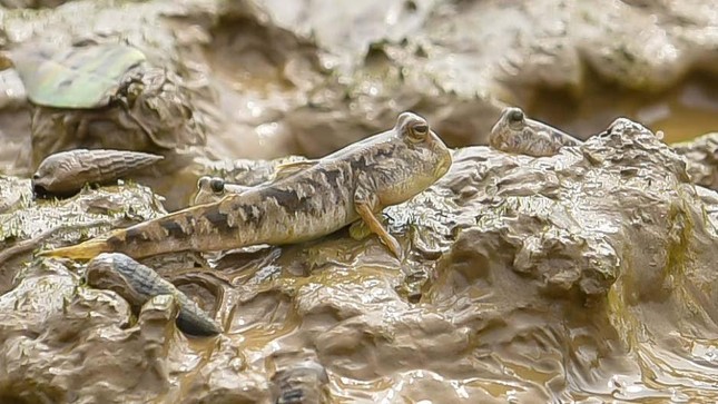 Giải mã loài cá kỳ lạ nhất hành tinh có thể leo cây, chạy nhảy trên cạn ảnh 4