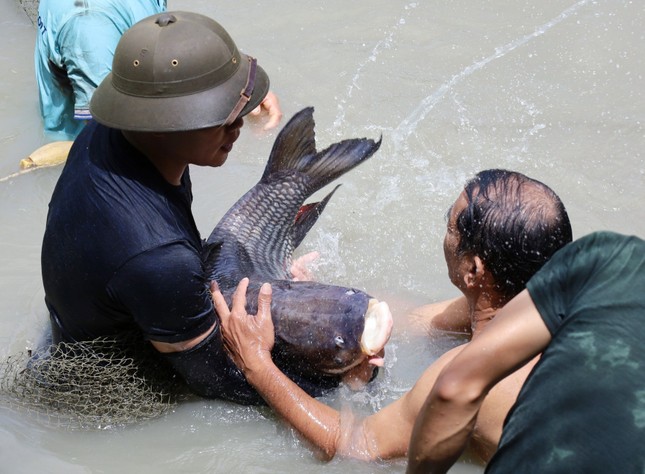 Đàn 'thủy quái' báu vật, mỗi con nặng hơn 100kg chưa từng thấy ở Việt Nam ảnh 12