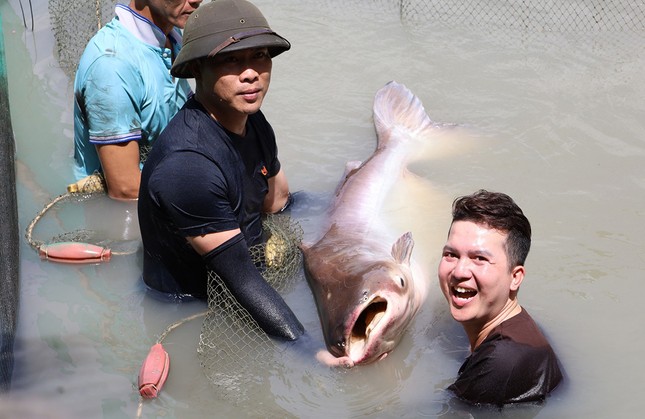 Đàn 'thủy quái' báu vật, mỗi con nặng hơn 100kg chưa từng thấy ở Việt Nam ảnh 2