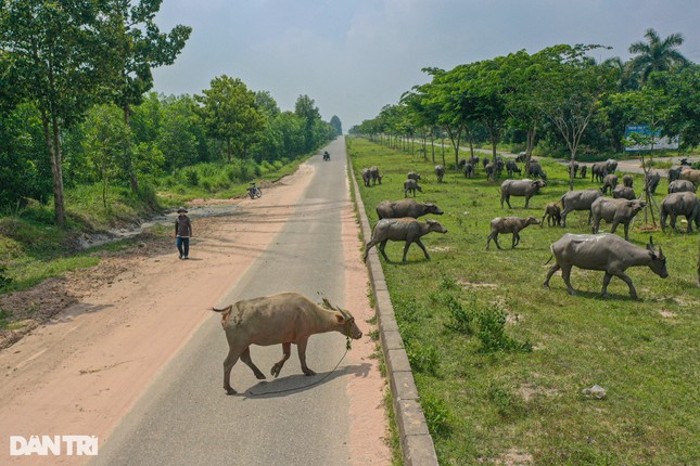 Thành phố 'ma' Nhơn Trạch hoang tàn, thành nơi thả trâu sau 20 năm ảnh 5