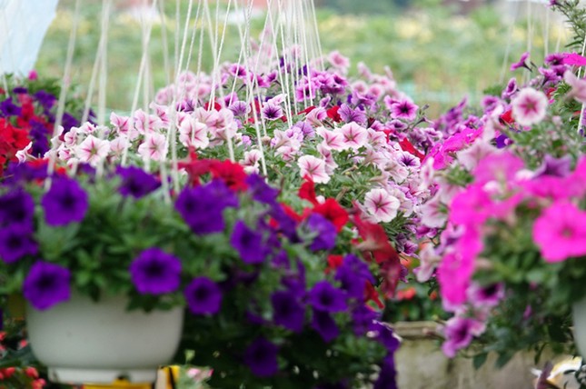 Người dân Quảng Ngãi tất bật 'chạy nước rút' cho mùa hoa Tết ảnh 12