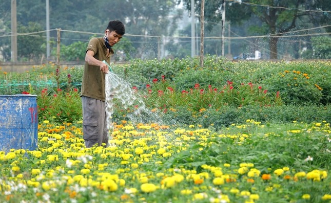 Người dân Quảng Ngãi tất bật 'chạy nước rút' cho mùa hoa Tết ảnh 2