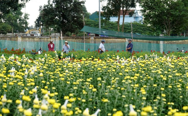Người dân Quảng Ngãi tất bật 'chạy nước rút' cho mùa hoa Tết ảnh 3