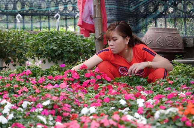Người dân Quảng Ngãi tất bật 'chạy nước rút' cho mùa hoa Tết ảnh 5