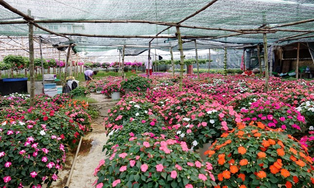 Người dân Quảng Ngãi tất bật 'chạy nước rút' cho mùa hoa Tết ảnh 7