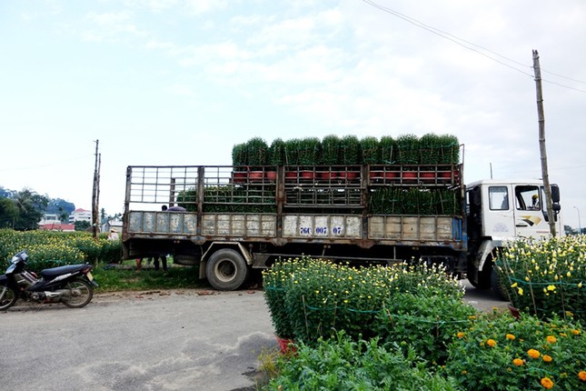 Người dân Quảng Ngãi tất bật 'chạy nước rút' cho mùa hoa Tết ảnh 17