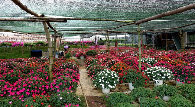 Người dân Quảng Ngãi tất bật 'chạy nước rút' cho mùa hoa Tết ảnh 18