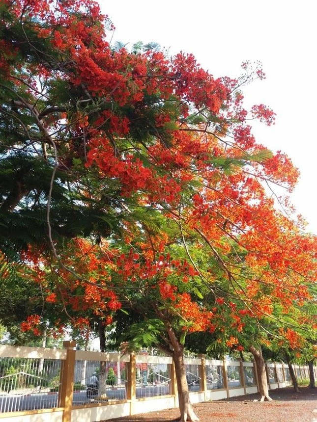 Rà soát cây xanh trường học toàn thành phố, phượng buồn không chỉ là tên một bài hát ảnh 5