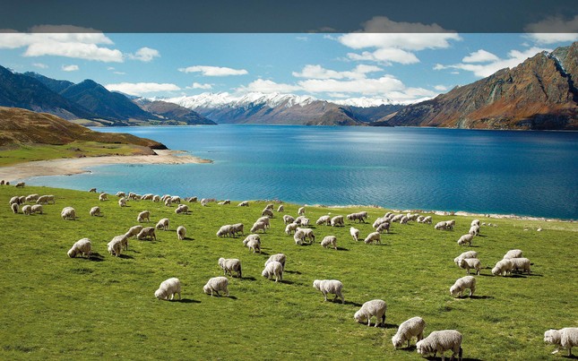 Bài dự thi “New Zealand - Bật mí trăm điều thú vị”: New Zealand và niềm mơ của bố ảnh 3