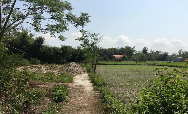 Cò đất 'thổi giá' náo loạn vùng quê ảnh 2
