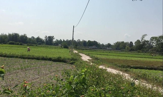 Cò đất 'thổi giá' náo loạn vùng quê ảnh 4