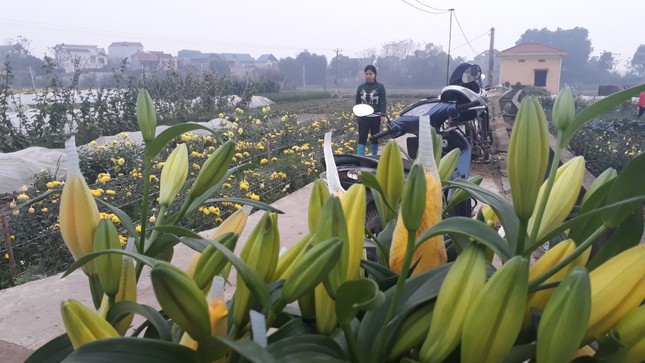 Bên trong vựa hoa lớn nhất Bắc Giang ngày giáp Tết ảnh 7