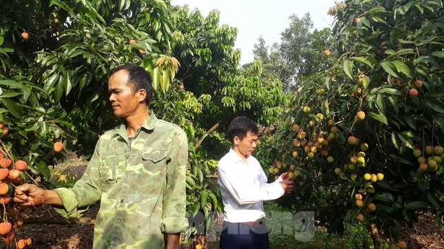 Cho 309 thương nhân Trung Quốc sang Việt Nam mua vải thiều ảnh 1