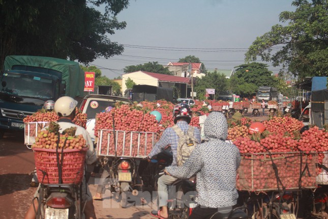 Vải thiều vào chính vụ, nông dân thu hoạch thâu đêm ảnh 9