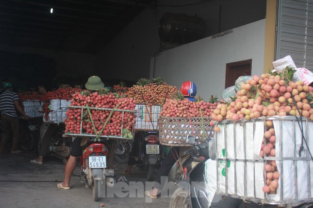 Vải thiều vào chính vụ, nông dân thu hoạch thâu đêm ảnh 8