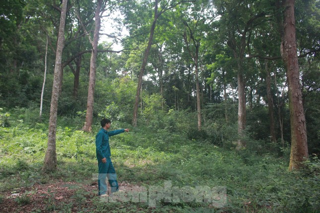 Cận cảnh khu rừng lim lạ 'trăm năm' tuổi ở Bắc Giang ảnh 7