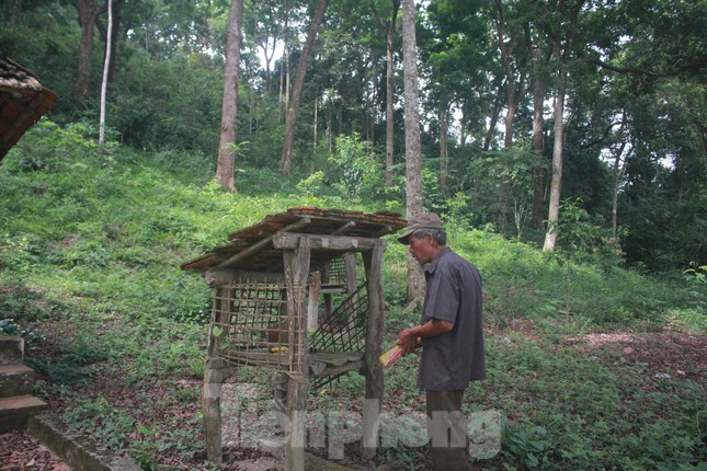 Cận cảnh khu rừng lim lạ 'trăm năm' tuổi ở Bắc Giang ảnh 5