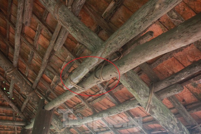 Cận cảnh khu rừng lim lạ 'trăm năm' tuổi ở Bắc Giang ảnh 6
