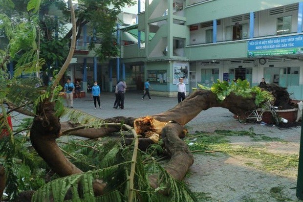 Vụ cây phượng bật gốc tại trường: Học sinh lớp 6 khóc nức nở khi nghe tin bạn tử vong ảnh 3