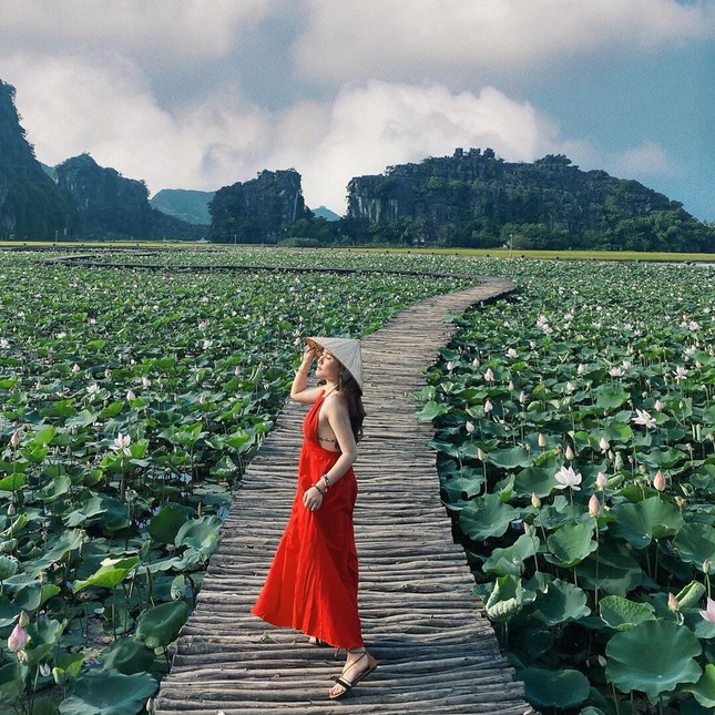 Đẹp lụy tim con đường gỗ giữa cánh đồng sen đang nở rộ ở Hang Múa (Ninh Bình) ảnh 5