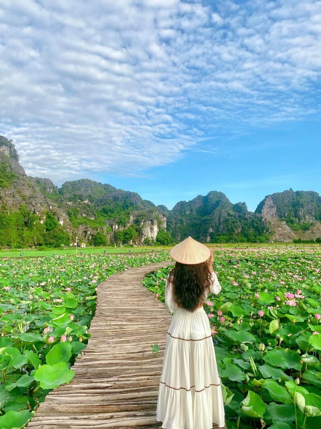 Đẹp lụy tim con đường gỗ giữa cánh đồng sen đang nở rộ ở Hang Múa (Ninh Bình) ảnh 7
