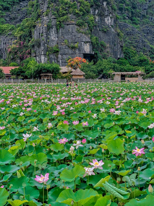 Ninh Bình sau dịch COVID-19: Đầm sen Hang Múa là điểm nhấn thu hút khách du lịch ảnh 3