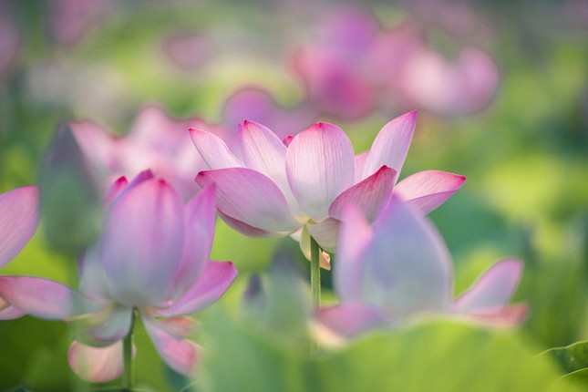 Ngỡ ngàng hồ sen nở rộ giữa Thu ở Hang Múa (Ninh Bình), giới trẻ tha hồ chụp ảnh “sống ảo“ ảnh 5