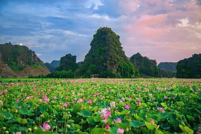 Ngỡ ngàng hồ sen nở rộ giữa Thu ở Hang Múa (Ninh Bình), giới trẻ tha hồ chụp ảnh “sống ảo“ ảnh 2