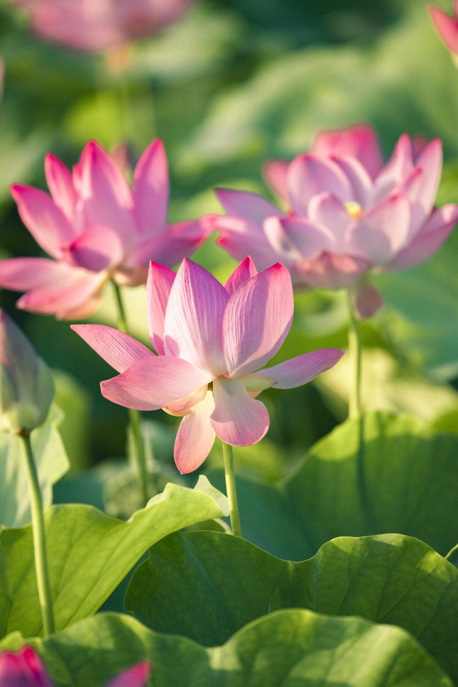 Ngỡ ngàng hồ sen nở rộ giữa Thu ở Hang Múa (Ninh Bình), giới trẻ tha hồ chụp ảnh “sống ảo“ ảnh 6