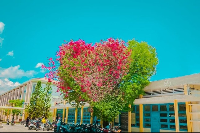 Giới trẻ thích thú với cây trái tim trồng trong khuôn viên của một trường Đại học ảnh 3