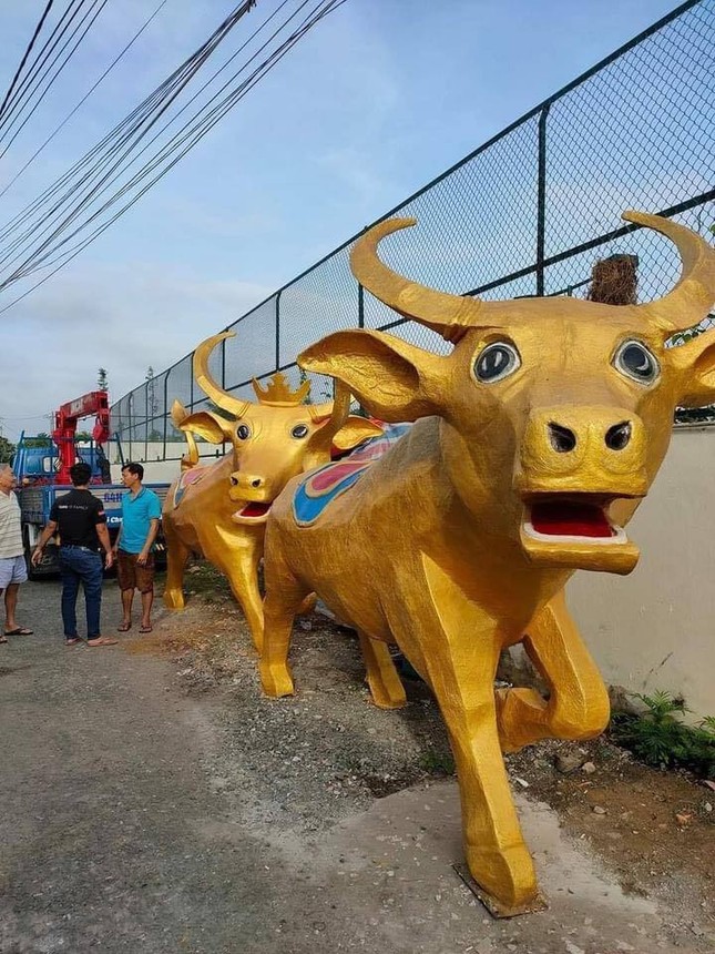 Biểu cảm siêu hài hước của “Trâu vàng” Tân Sửu ở tỉnh Vĩnh Long: Tôi là ai và đây là đâu? ảnh 2