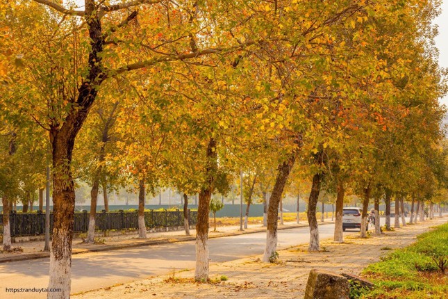 Con đường lá phong đỏ được mệnh danh “Seoul giữa lòng Hà Nội“: Ảnh thực tế khác xa! ảnh 4
