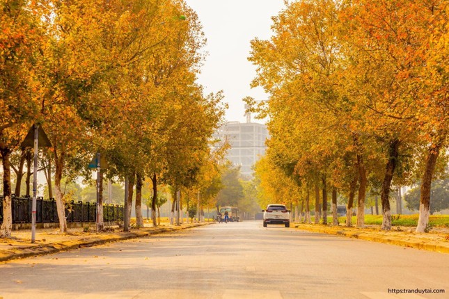 Con đường lá phong đỏ được mệnh danh “Seoul giữa lòng Hà Nội“: Ảnh thực tế khác xa! ảnh 1