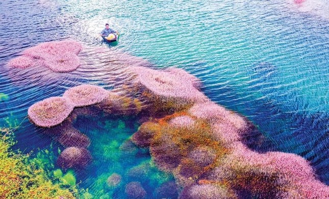 Ngất ngây trước vẻ đẹp của hồ Tảo Hồng ở Lâm Đồng, chụp ảnh ở đây cứ gọi là xuất sắc! ảnh 5