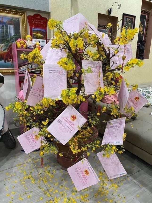 Trào lưu “hot” của teen Việt trong những ngày Tết: Khoe cây cảnh treo đầy bằng khen, huy chương ảnh 5