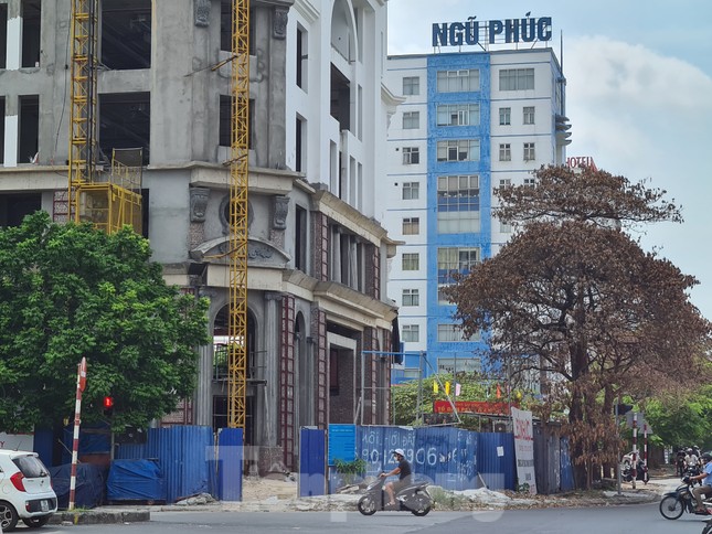 Công an vào cuộc vụ hàng loạt cây xanh bị 'bức tử' ở Hải Phòng ảnh 4