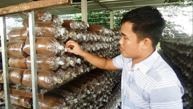 Bỏ du học Nhật, chàng trai 9X theo đuổi ước mơ nấm sạch ảnh 1