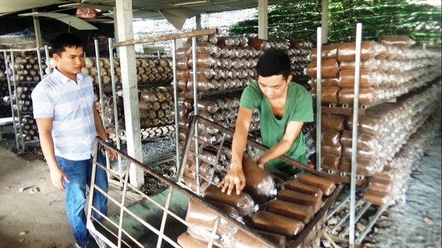 Bỏ du học Nhật, chàng trai 9X theo đuổi ước mơ nấm sạch ảnh 3