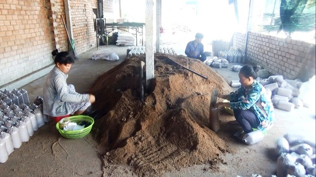 Bỏ du học Nhật, chàng trai 9X theo đuổi ước mơ nấm sạch ảnh 4