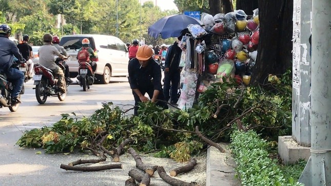 Cô gái nhập viện vì nhánh cây cổ thụ rơi trúng đầu ảnh 1