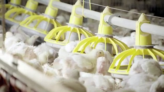 Cận cảnh quy trình 35 ngày đến bàn ăn của gà KFC ảnh 7