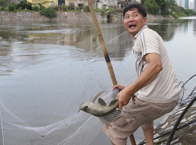 Người dân cất vó bắt cá sông Tô Lịch sau bão ảnh 6