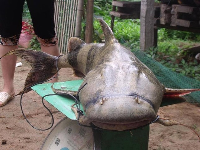 'Quái ngư' sông Đà và những cuộc 'vật lộn' ly kỳ giữa người và cá ảnh 2