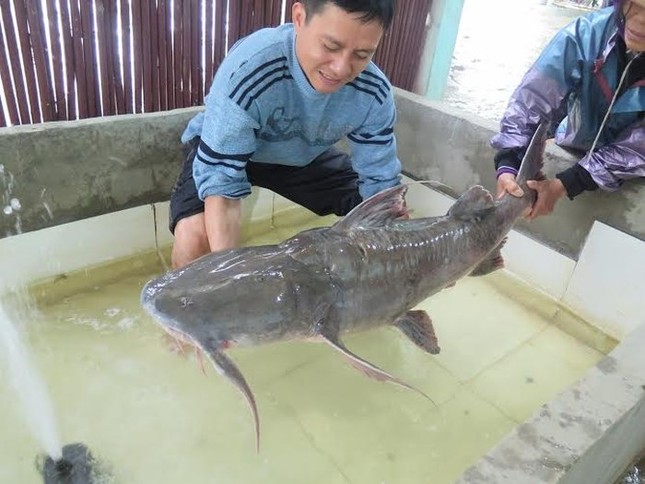 'Quái ngư' sông Đà và những cuộc 'vật lộn' ly kỳ giữa người và cá ảnh 5