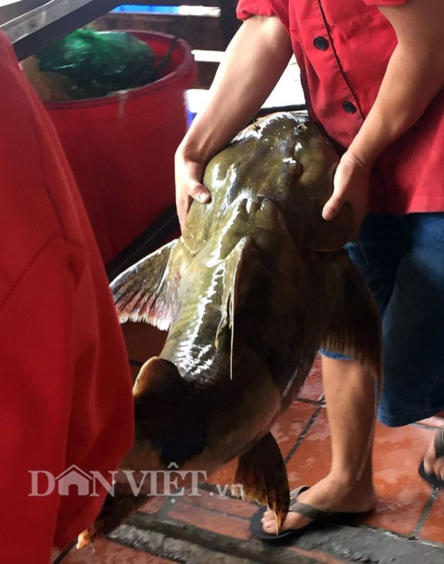 'Quái ngư' sông Đà và những cuộc 'vật lộn' ly kỳ giữa người và cá ảnh 7