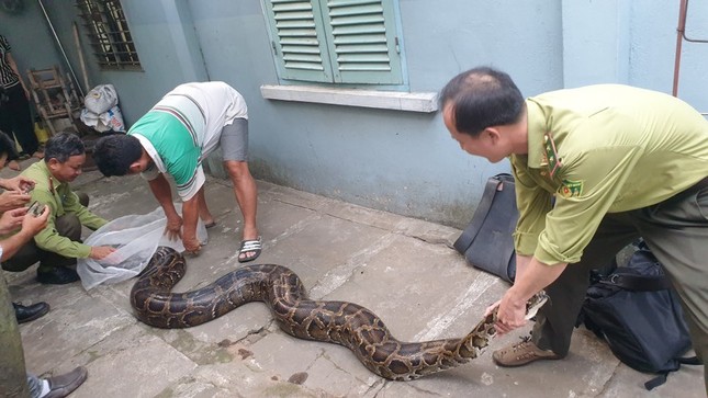 Con trăn đất lớn nhất mà kiểm lâm TP.HCM tiếp nhận được thả về Láng Sen ảnh 4