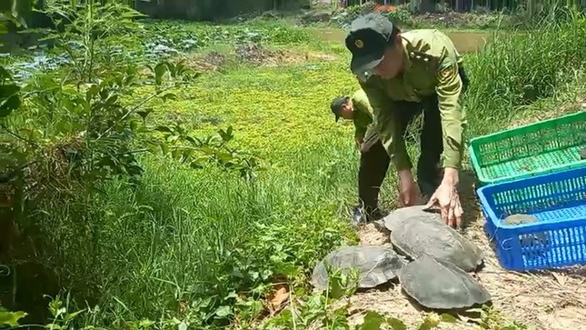 Con trăn đất lớn nhất mà kiểm lâm TP.HCM tiếp nhận được thả về Láng Sen ảnh 3